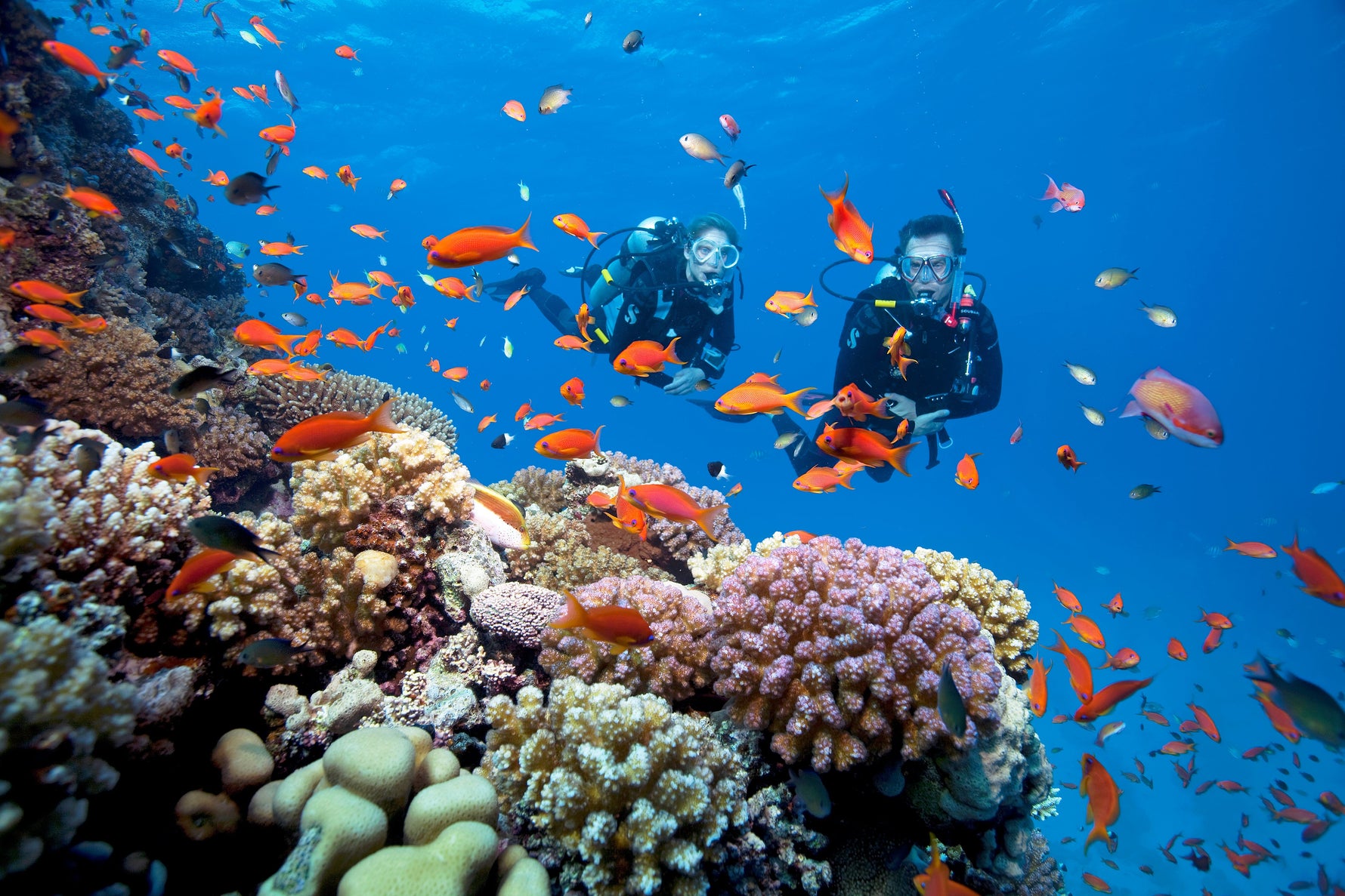 two divers swimming around a tropical reef teeming with tropical fish