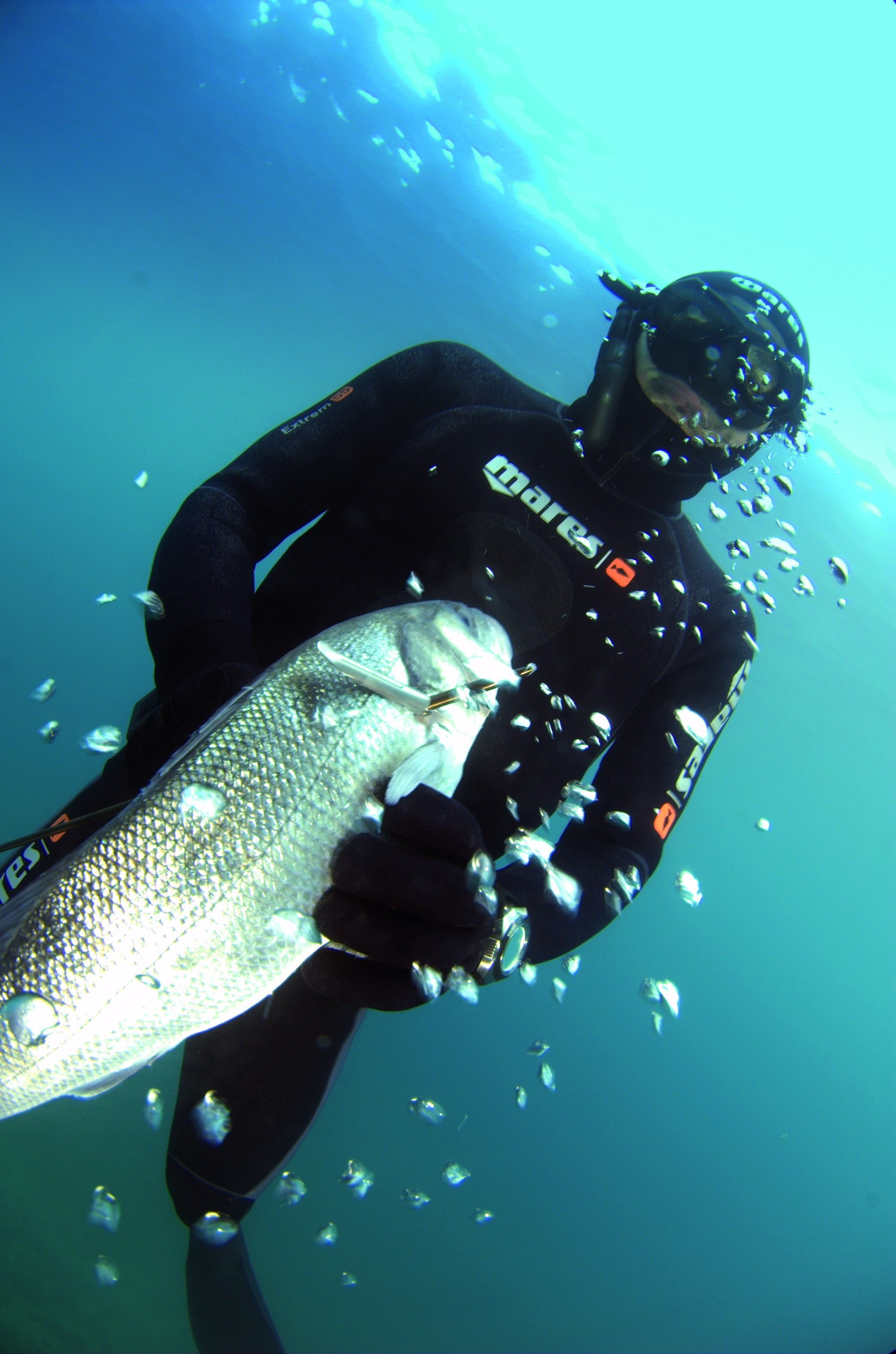 Basic Spearfishing Programs