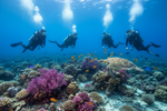 Scuba divers observing a turtle on a colorful coral reef.