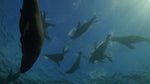 seals enjoy interacting with divers