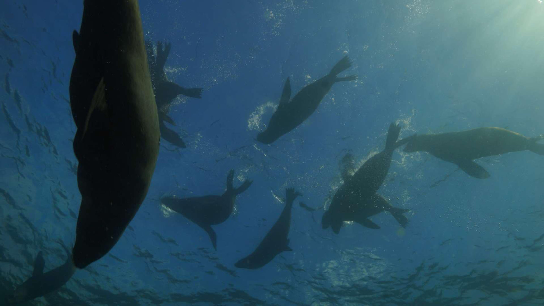 seals enjoy interacting with divers