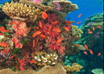 Colorful coral reef with various fish in a tropical setting