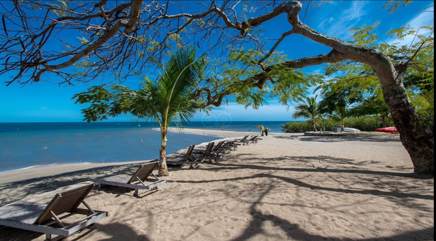 Beach scene with lounge chairs, palm trees, and ocean view under a clear blue sky.