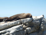 seal laying in sun
