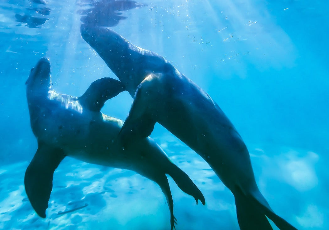 Getaway - Jervis Bay Getaway February 2025