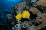 two butterfly fish swimming alongside a coral reef