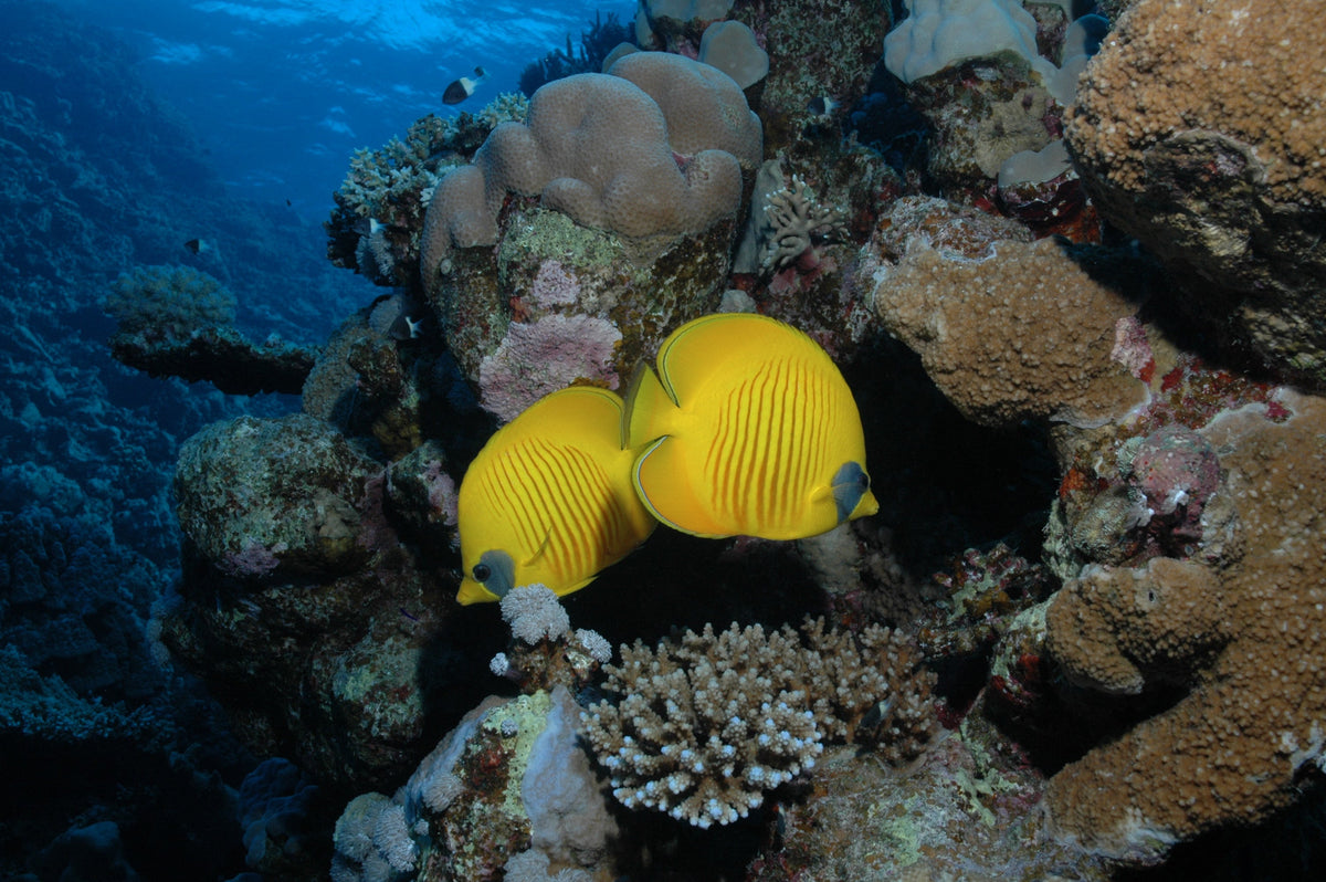 two butterfly fish swimming alongside a coral reef