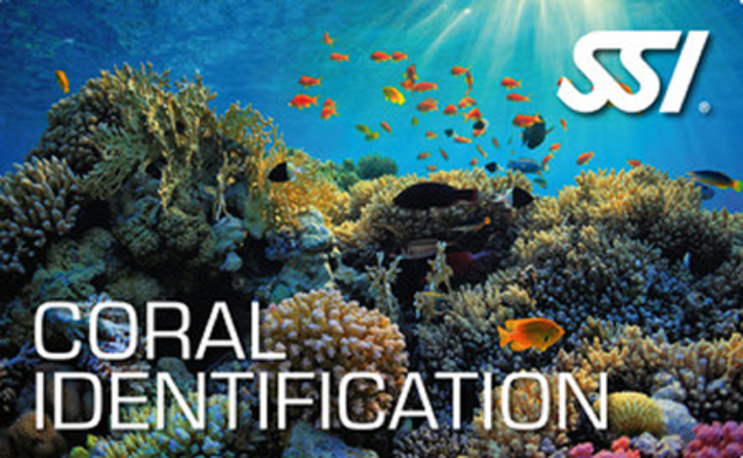 Coral Identification specialty course